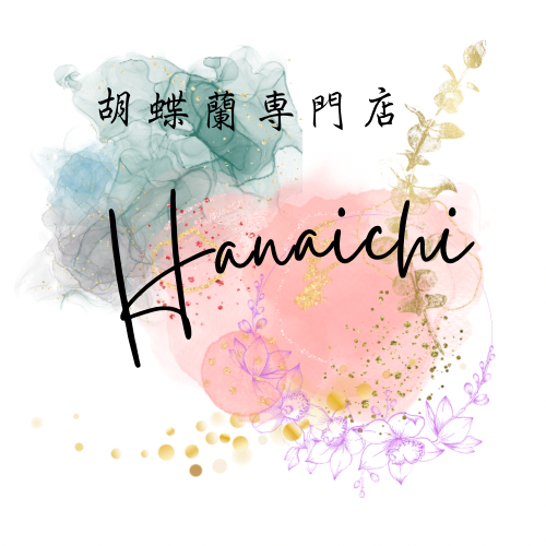 京都で胡蝶蘭と西陣織融合させた高級なギフトを販売 | Hanaichi - 華一 -